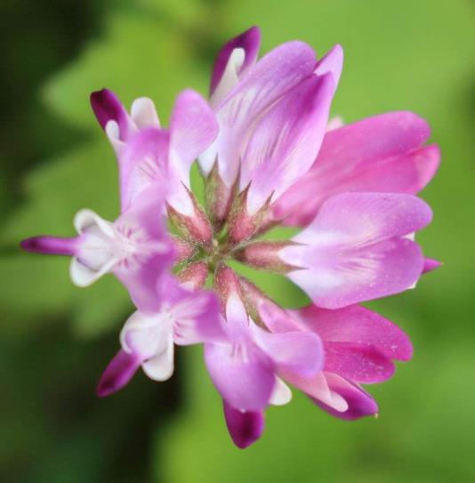 С�ڻ��Ĺ�Ч����������Щ��С�ڻ���ʲôҩ�ü�ֵ��