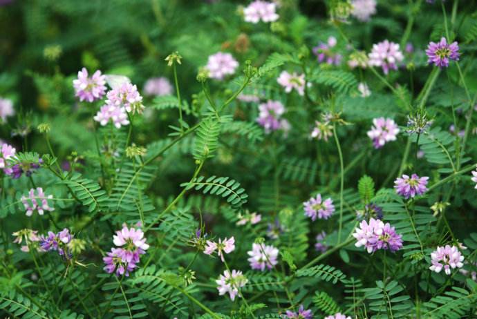 С�ڻ��Ĺ�Ч����������Щ��С�ڻ���ʲôҩ�ü�ֵ��