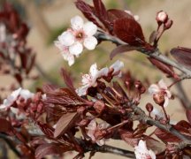 紫叶矮樱压条繁殖方法详细介绍 这么来给紫叶矮樱压条繁殖吧