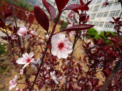 紫叶矮樱怎么养才好 紫叶矮樱的养殖方法和注意事项看这里