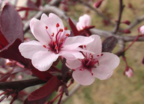 紫叶矮樱怎么养才好 紫叶矮樱的养殖方法和注意事项看这里