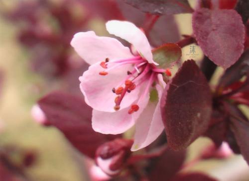 紫叶矮樱的扦插方法是怎么样的 这么给紫叶矮樱扦插最简单