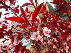 Ҷӣʲôʱ򿪻 ԭҶӣʱ