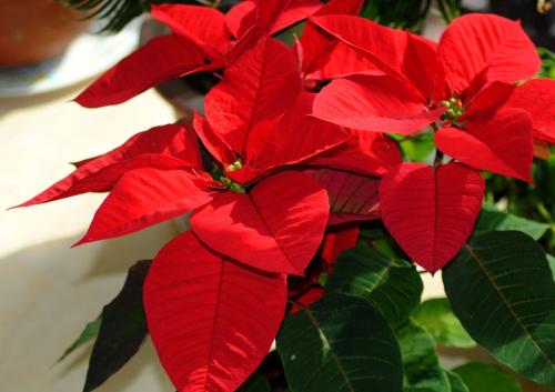 圣诞花是什么花 圣诞花名字竟然是这么由来的