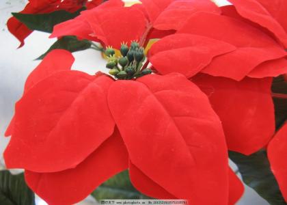 圣诞花是什么花 圣诞花名字竟然是这么由来的