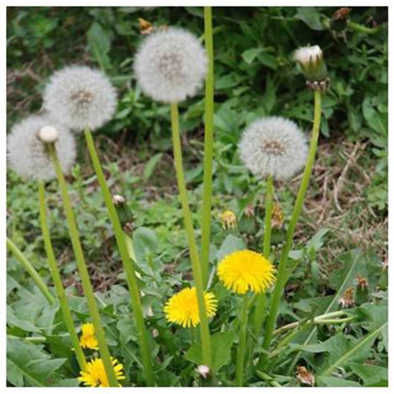 蒲公英怎么种植方法介绍 学会这个方法在家也能种蒲公英哦