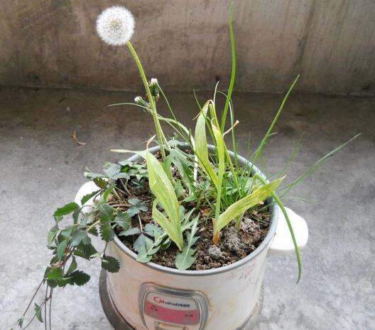 蒲公英怎么种植方法介绍 学会这个方法在家也能种蒲公英哦