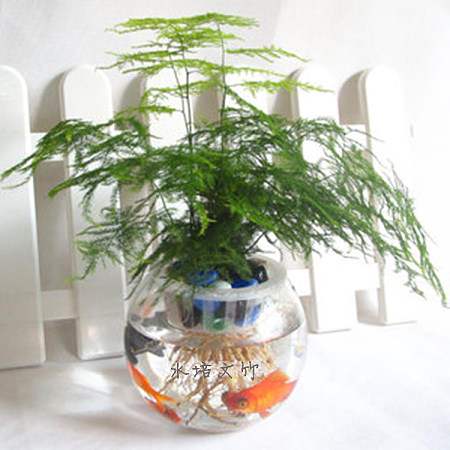 剪下的文竹可以水培吗?水培扦插文竹快速生根小技巧看这里