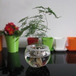 剪下的文竹可以水培吗?水培扦插文竹快速生根小技巧看这里