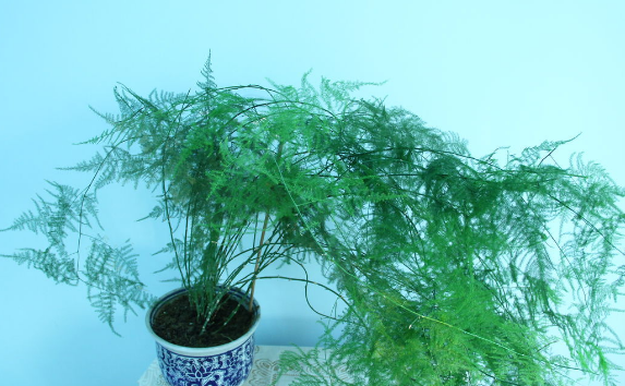 ������ô��ֳ��������  ����ķ�ֳ������Ҫ���ż���Ŷ