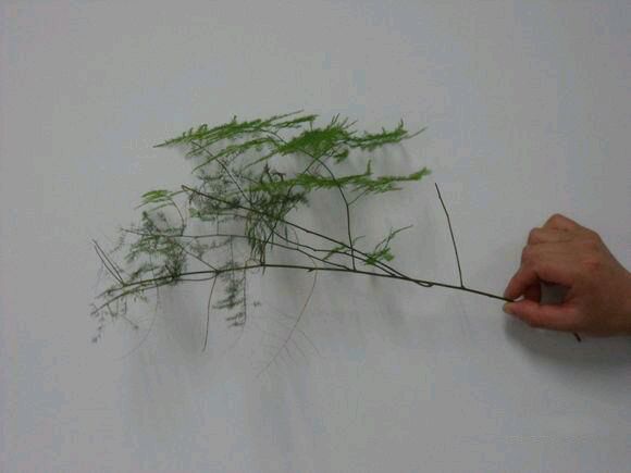 ������ô��ֳ��������  ����ķ�ֳ������Ҫ���ż���Ŷ