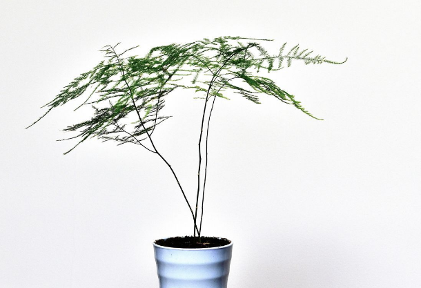 ������ô��ֳ��������  ����ķ�ֳ������Ҫ���ż���Ŷ