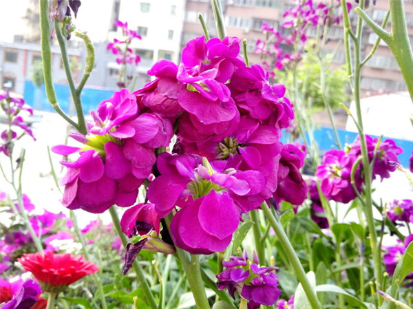 紫罗兰有毒吗 紫罗兰的这些功效与作用你都了解了吗