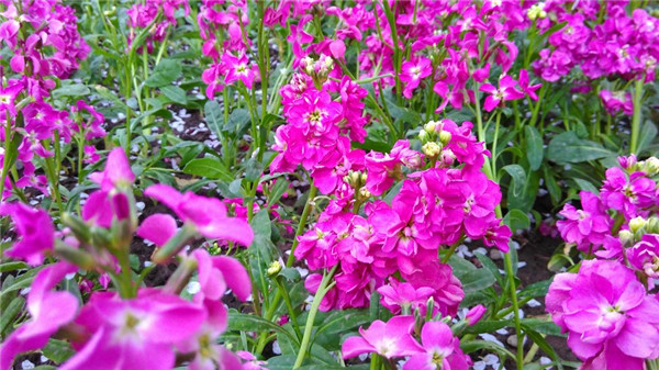 紫罗兰有毒吗 紫罗兰的这些功效与作用你都了解了吗