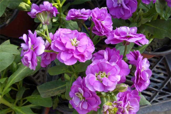 紫罗兰有毒吗 紫罗兰的这些功效与作用你都了解了吗
