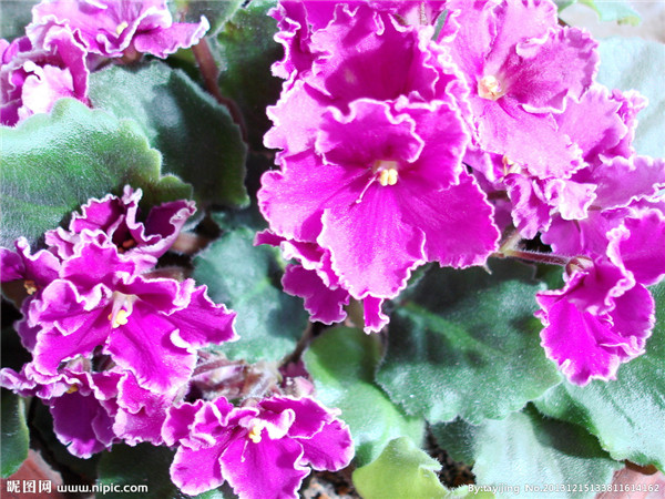 紫罗兰有毒吗 紫罗兰的这些功效与作用你都了解了吗