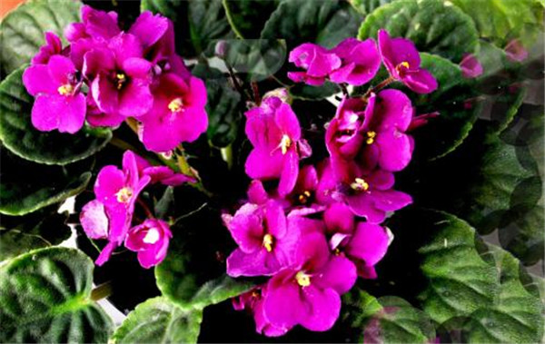 紫罗兰有毒吗 紫罗兰的这些功效与作用你都了解了吗