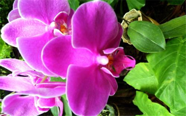 紫罗兰有毒吗 紫罗兰的这些功效与作用你都了解了吗