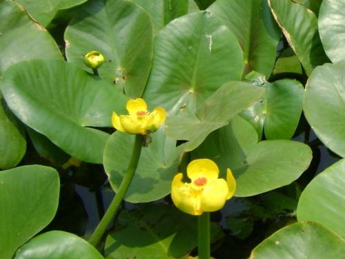 萍蓬草养殖方法和注意事项是什么 萍蓬草这么养长得一定好