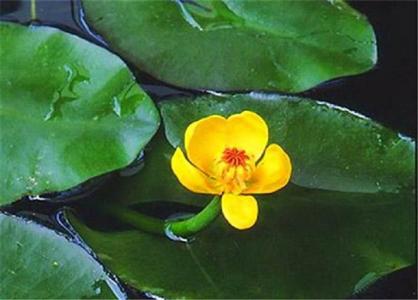 萍蓬草养殖方法和注意事项是什么 萍蓬草这么养长得一定好