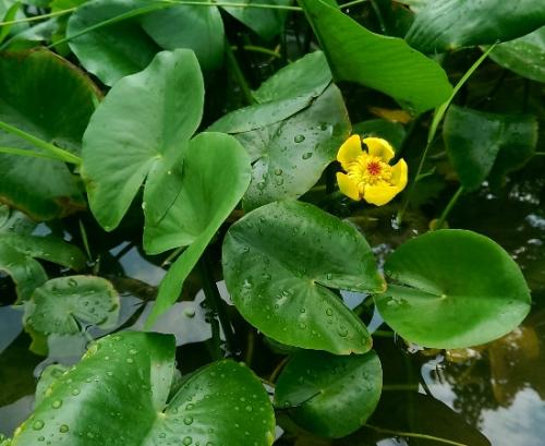 萍蓬草排队开花是什么意思 萍蓬草开花真有意思呢