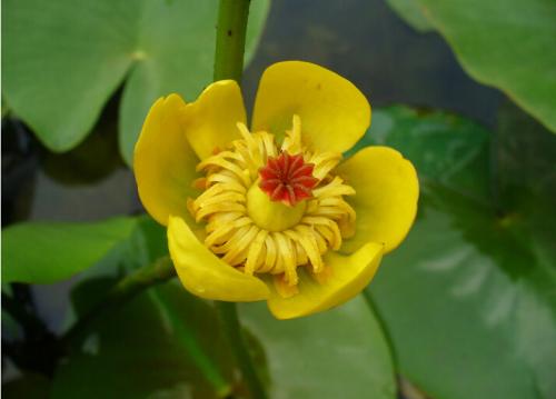 萍蓬草排队开花是什么意思 萍蓬草开花真有意思呢