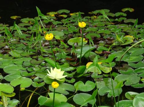 萍蓬草排队开花是什么意思 萍蓬草开花真有意思呢
