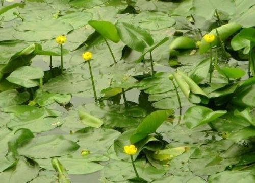 萍蓬草排队开花是什么意思 萍蓬草开花真有意思呢