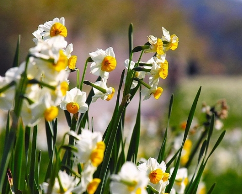 水仙花开花后怎么处理?水仙花这样养护还能再次开花哦