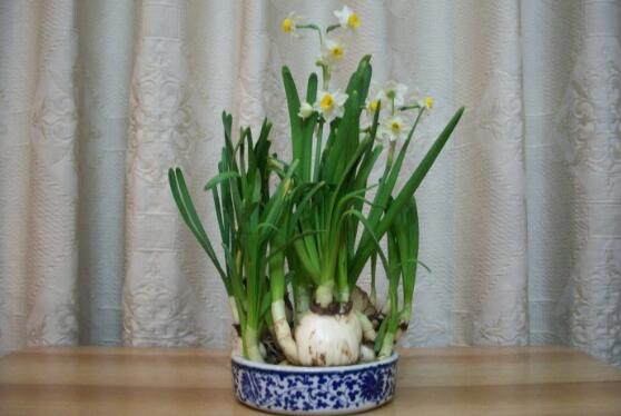 水仙花开花后怎么处理?水仙花这样养护还能再次开花哦