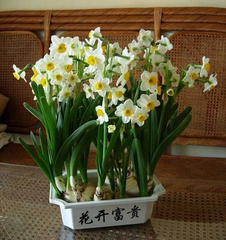 水仙花开花后怎么处理?水仙花这样养护还能再次开花哦