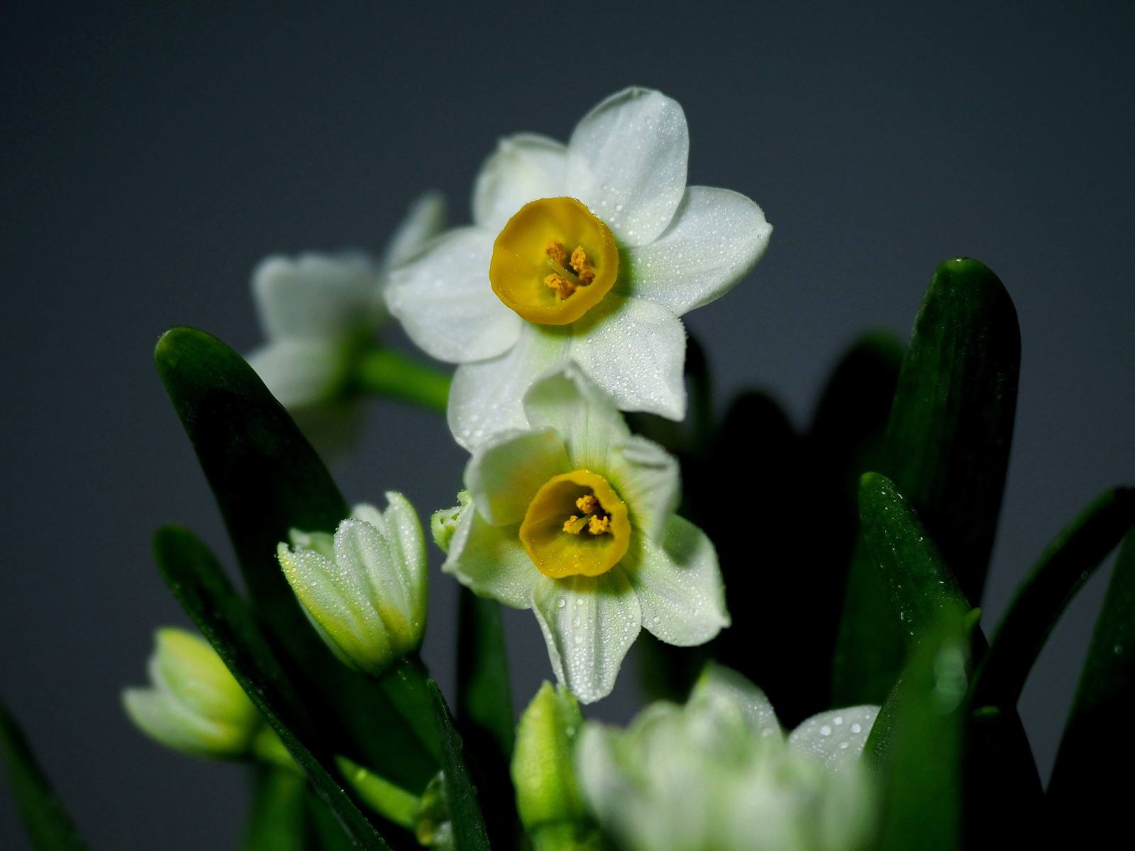 水仙花有什么用处?家养水仙花功效作用可真不少