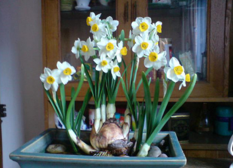 水仙花有什么用处?家养水仙花功效作用可真不少