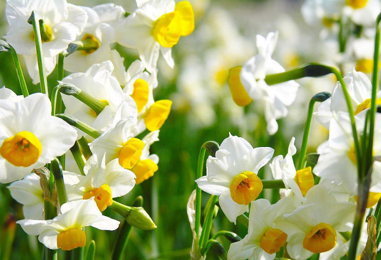 水仙花有什么用处?家养水仙花功效作用可真不少