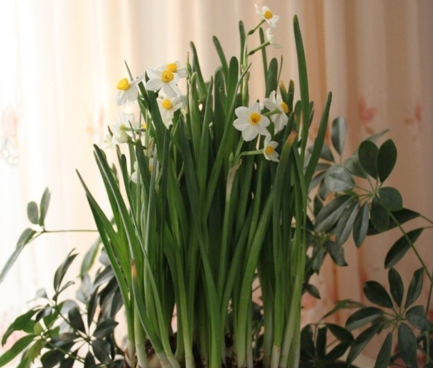 水仙花有什么用处?家养水仙花功效作用可真不少