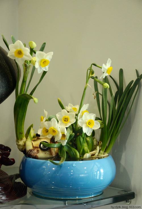 水仙花有什么用处?家养水仙花功效作用可真不少