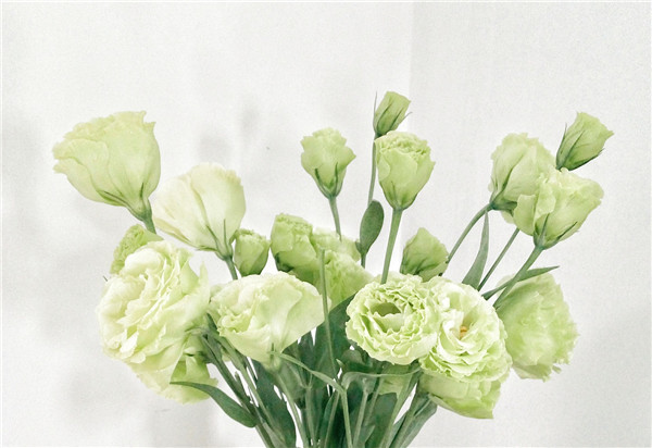 洋桔梗怎么施肥 你必须了解的洋桔梗施肥方法技巧及注意事项