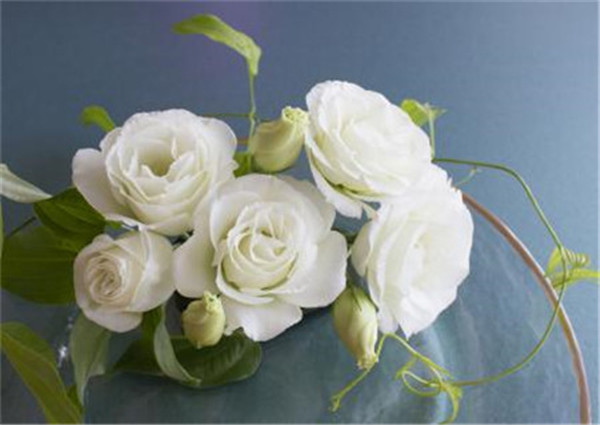 洋桔梗怎么施肥 你必须了解的洋桔梗施肥方法技巧及注意事项