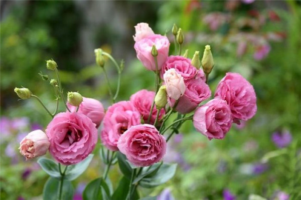 洋桔梗盆栽怎么养 你必须知道的洋桔梗养殖方法和注意事项