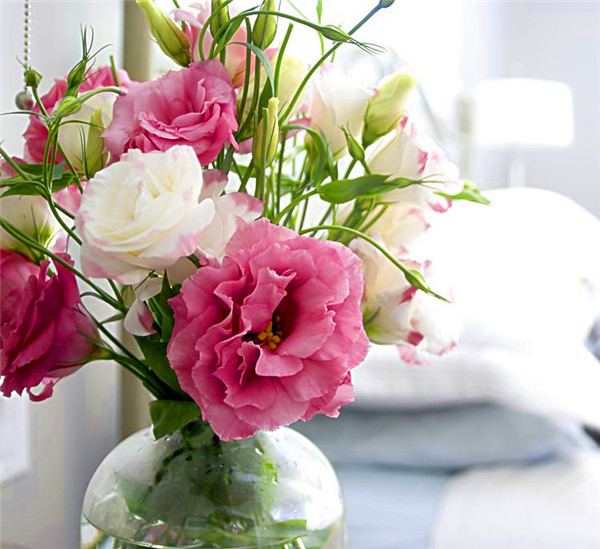 洋桔梗叶子发黄怎么办 洋桔梗叶黄这样做就可以轻松解决哦