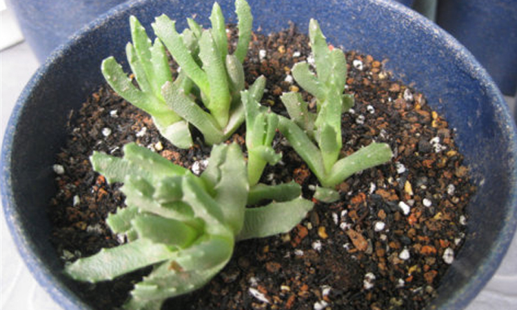 多肉芳香波怎么养长得好 芳香波的养护技巧看这里