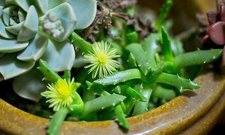 多肉芳香波怎么养长得好 芳香波的养护技巧看这里