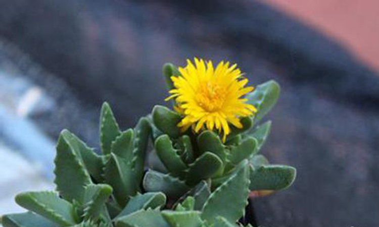 多肉芳香波怎么养长得好 芳香波的养护技巧看这里