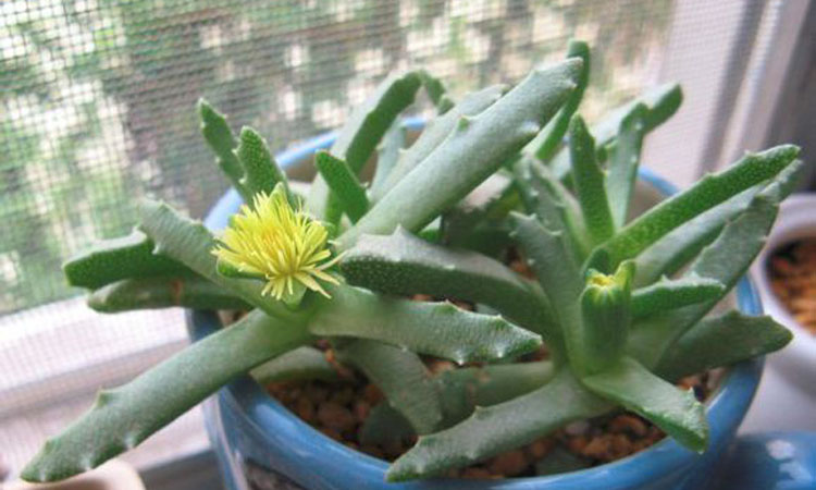 多肉芳香波怎么养长得好 芳香波的养护技巧看这里