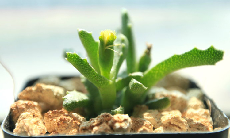 多肉芳香波怎么养长得好 芳香波的养护技巧看这里