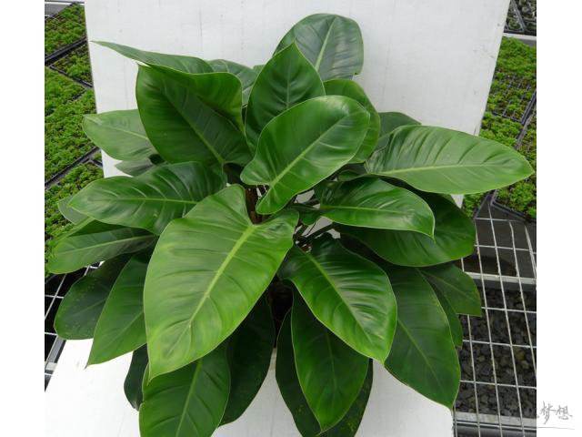 绿帝王喜林芋叶子黄了怎么办?教你快速解决绿帝王叶黄问题