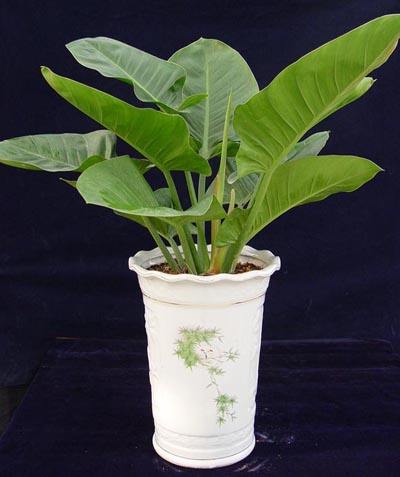 绿帝王喜林芋叶子黄了怎么办?教你快速解决绿帝王叶黄问题