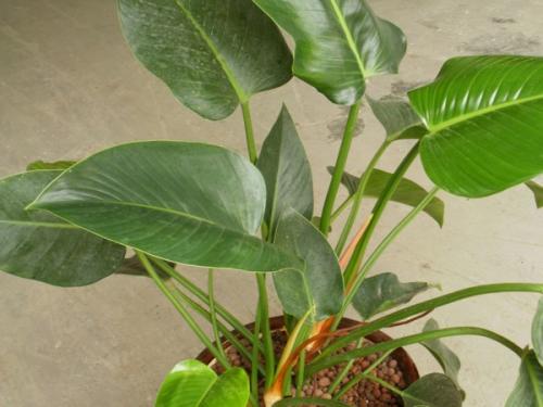 绿帝王喜林芋叶子黄了怎么办?教你快速解决绿帝王叶黄问题