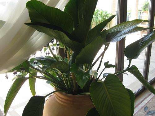 绿帝王喜林芋叶子黄了怎么办?教你快速解决绿帝王叶黄问题