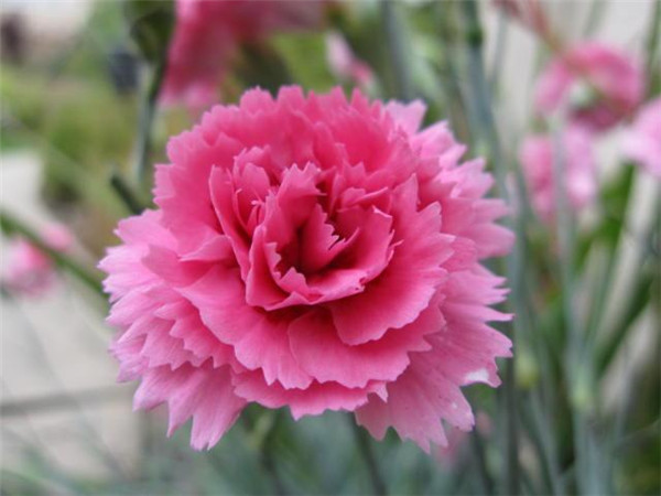 如何快速让康乃馨开花 要想康乃馨快速开花这样养护就可以啦